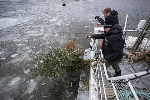 أشجار الميلاد هدية للأسماك في السويد