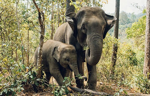 الأفيال الآسيوية تدفن صغارها النافقة وتبكيها