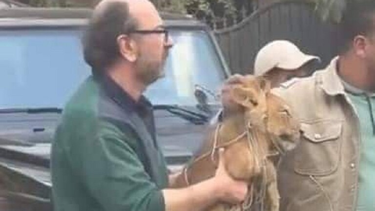 "عقوبة كبيرة تنتظر مالكه".. تفاصيل العثور على أسد متجول في شوارع القاهرة (صور)