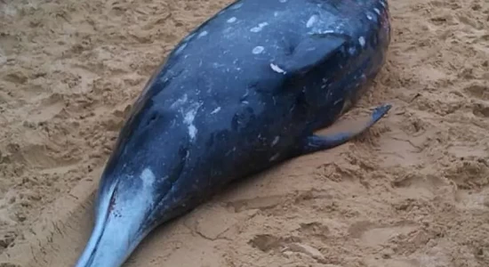 ظهور الحوت المنقارى النادر لأول مرة في نيوزيلندا