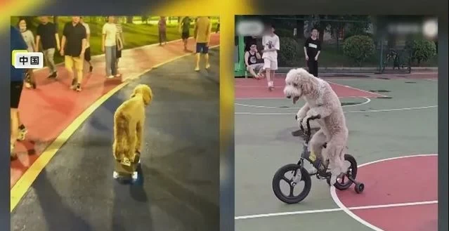 كلب صينى يبهر السوشيال ميديا بركوب الدراجات والتزلق