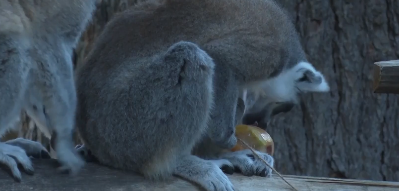 حيوانات حديقة روما تتناول مثلجات لمواجهة موجة الحر