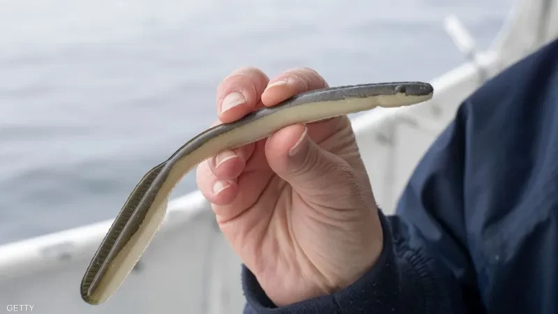 اليابان.. ثعبان بحر مشوي يقتل امرأة ويصيب 140 بالمرض