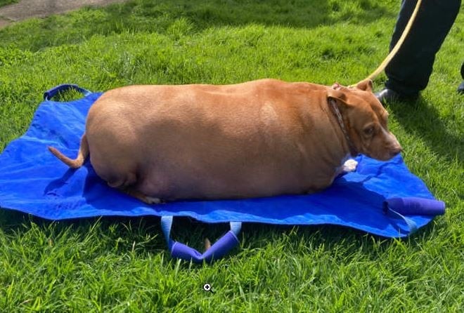 حبس امرأة شهرين لإفراطها فى إطعام كلبها الأليف حتى الموت بنيوزيلندا