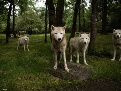 ذئب "يحيّر" منطقة هولندية.. وتحذير من "أماكن نفوذه"