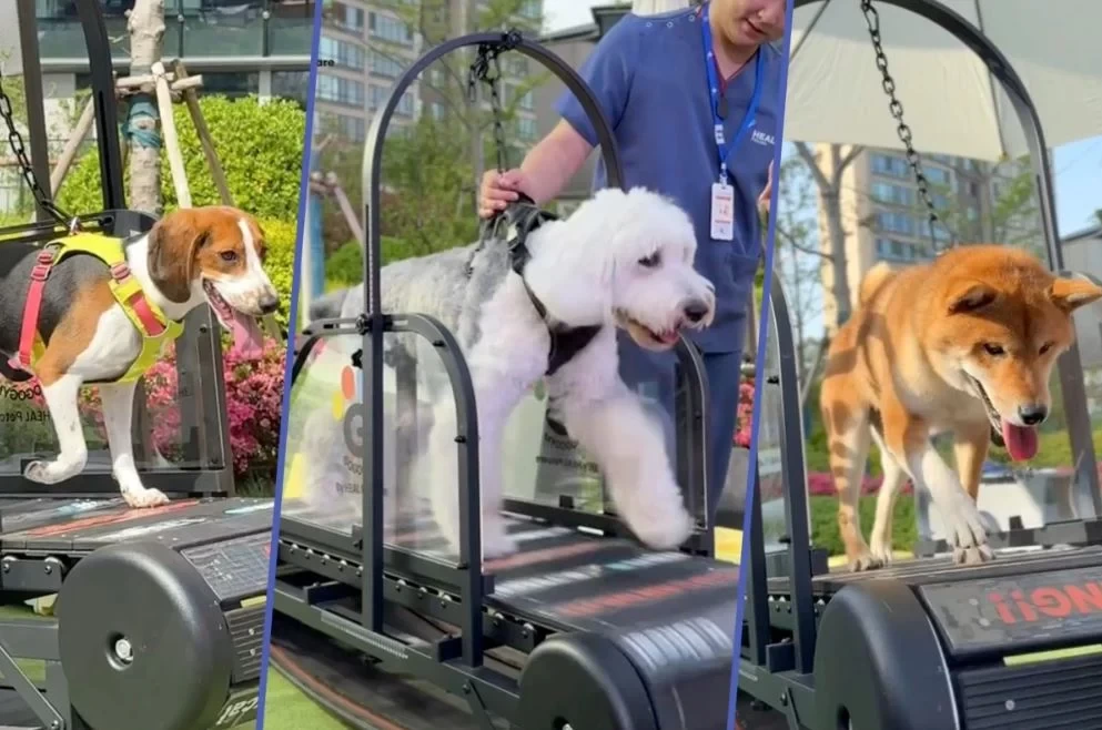 أول "جيم" للحيوانات الأليفة فى الصين يٌقدم مرافق وبرامج فريدة لتعزيز صحتهم