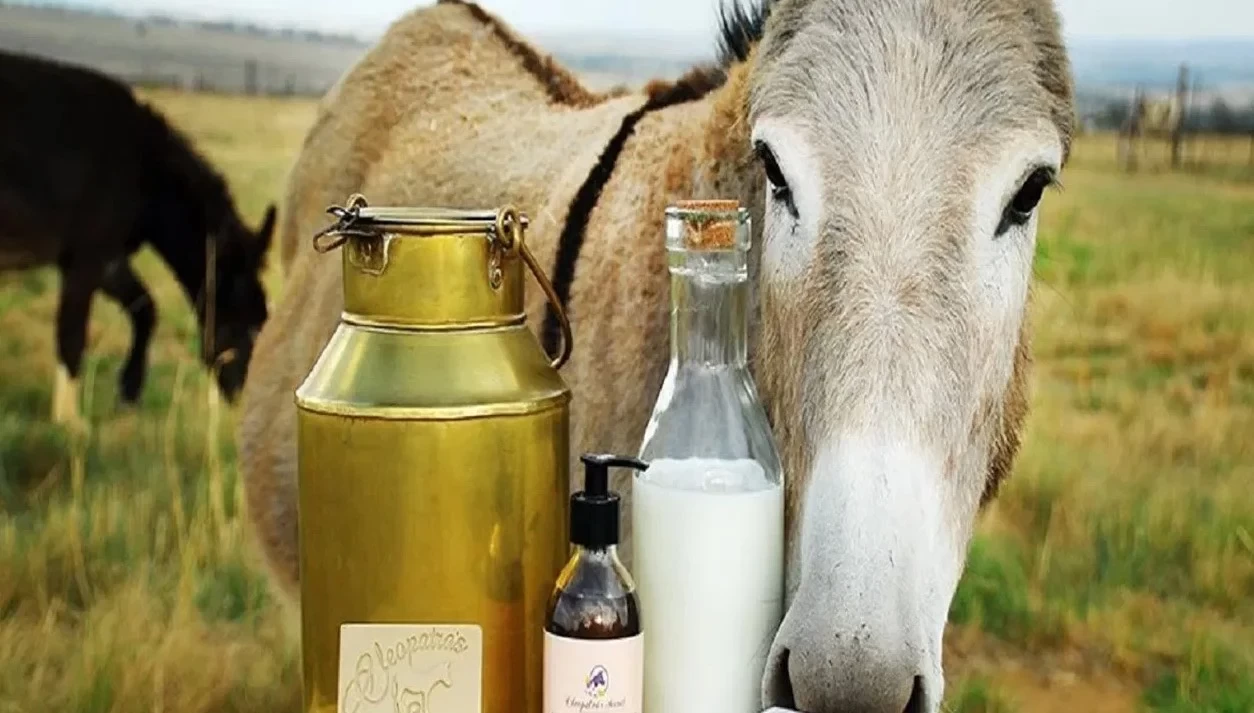 اليوم العالمي للحمار.. استخدام حليبه في صناعة منتجات العناية بالبشرة