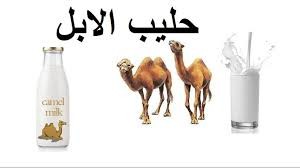 "حليب الأبل"دراسة تكشف الفائدة الكبرى