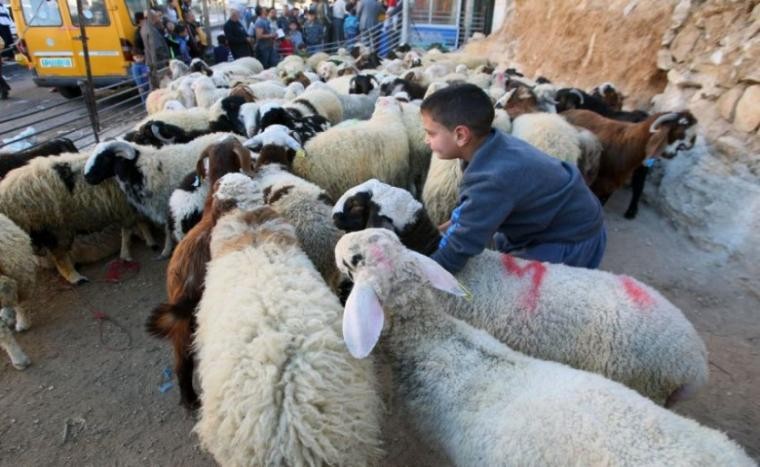 المفتي يؤكد جواز التضحية بالأنعام المسمنة