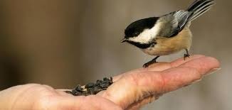 وجوب الإحسان والرفق بالحيوان