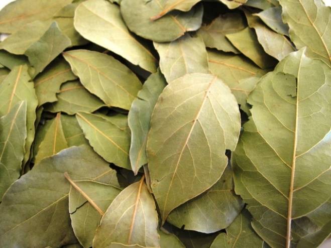 احرقوا ورق الغار في منزلكم لهذه الأسباب !