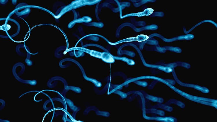 في هذا الوقت تكون الحيوانات المنوية بأفضل حالاتها
