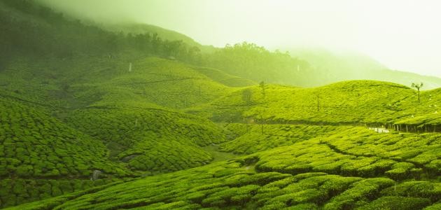 كلماتٌ من ذهبٍ تدخلك "الجنة"