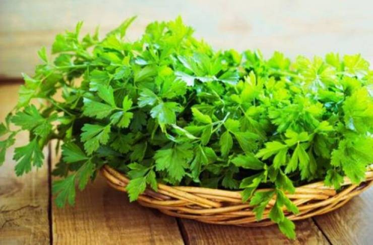 البقدونس... 'صيدلية' جسم الإنسان