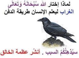 لماذا أرسل الله تعالي " الغراب " تحديداً ليعلم الانسان طريقة الدفن