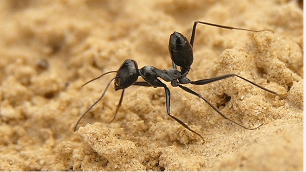  كيف ميزت النملة الصغيرة سيدنا سليمان عن باقي الخلق ؟