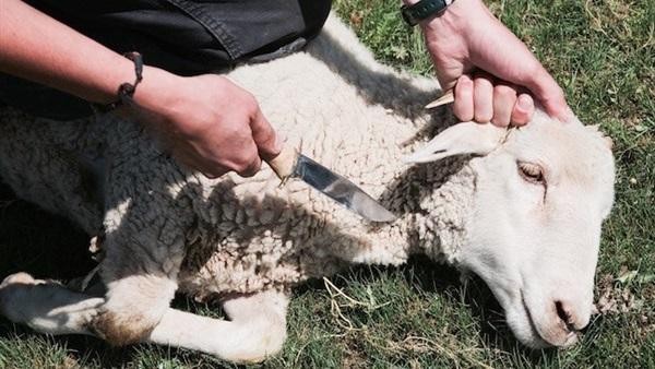 ما حكم توزيع المال بدلًا من العقيقة؟