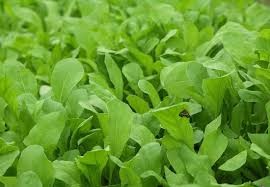 دراسة تكشف الحقيقة " الجرجير والجنس "