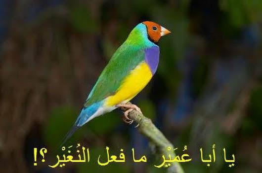 قصة رائعة.. مات النغير يا رسول الله